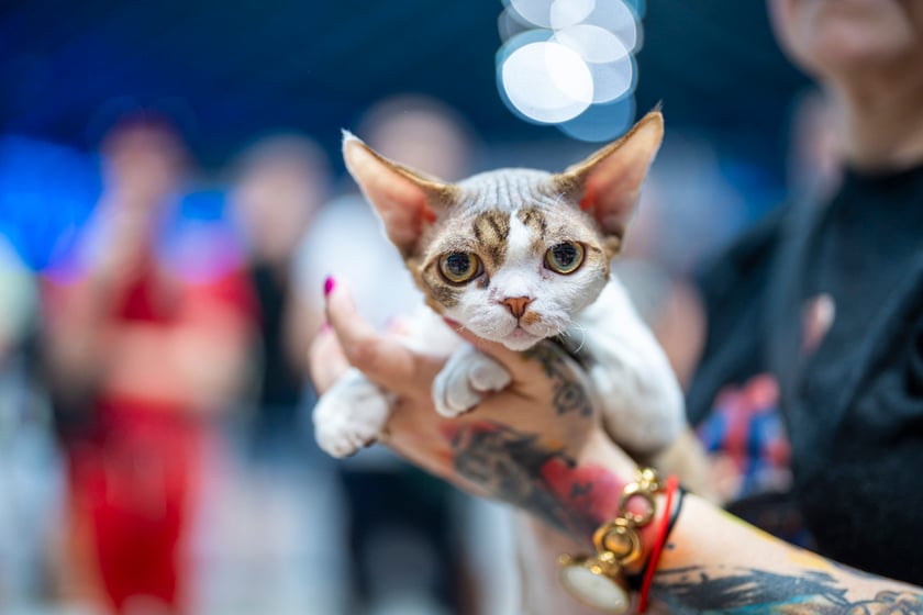 Międzynarodowa wystawa kotów rasowych w hali Orbita we Wrocławiu, 7-8 września 2024